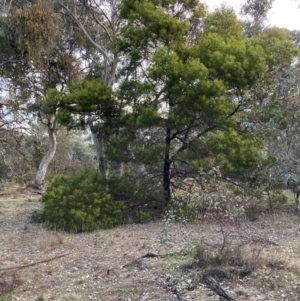 Acacia decurrens at Hackett, ACT - 21 Jul 2024