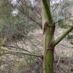 Acacia decurrens (Green Wattle) at Hackett, ACT - 21 Jul 2024 by waltraud