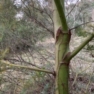 Acacia decurrens at Hackett, ACT - 21 Jul 2024 05:18 PM