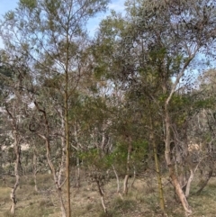 Acacia decurrens at Hackett, ACT - 21 Jul 2024 05:18 PM