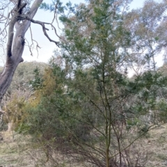 Acacia decurrens at Hackett, ACT - 21 Jul 2024 05:18 PM