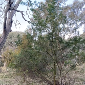 Acacia decurrens at Hackett, ACT - 21 Jul 2024 05:18 PM