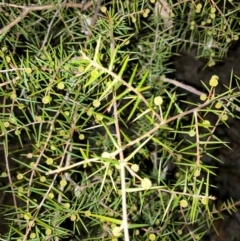 Acacia ulicifolia (Prickly Moses) at Hackett, ACT - 21 Jul 2024 by waltraud