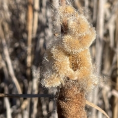 Typha domingensis (Bullrush) at Symonston, ACT - 21 Jul 2024 by JaneR