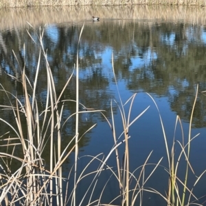 Typha domingensis at Symonston, ACT - 21 Jul 2024