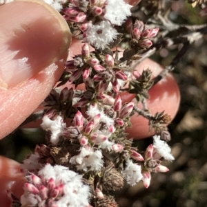 Styphelia attenuata at Carwoola, NSW - 21 Jul 2024