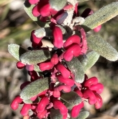 Grevillea lanigera (Woolly Grevillea) at Carwoola, NSW - 21 Jul 2024 by KL