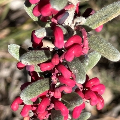 Grevillea lanigera at Carwoola, NSW - 21 Jul 2024 by KL