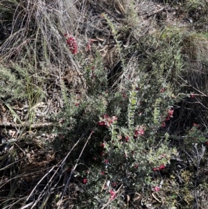 Grevillea lanigera at Carwoola, NSW - 21 Jul 2024