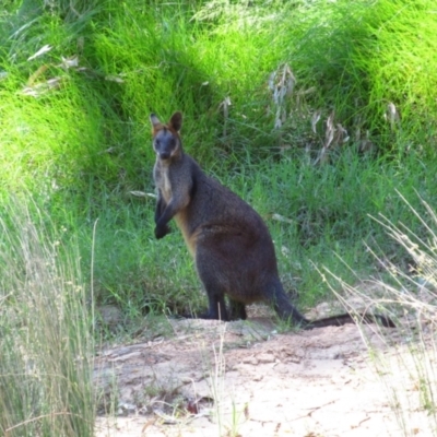 Wallabia bicolor (Swamp Wallaby) at Murchison North, VIC - 14 Nov 2015 by MB