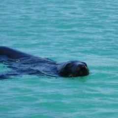 Arctocephalus pusillus doriferus (Australian Fur-seal) at North Narooma, NSW - 7 Feb 2018 by MB