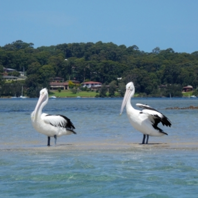 Pelecanus conspicillatus (Australian Pelican) at North Narooma, NSW - 7 Feb 2018 by MB