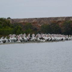 Pelecanus conspicillatus (Australian Pelican) at Swan Reach, SA - 21 Feb 2018 by MB