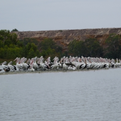 Pelecanus conspicillatus (Australian Pelican) at Swan Reach, SA - 21 Feb 2018 by MB