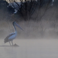 Pelecanus conspicillatus (Australian Pelican) at Kingston, ACT - 3 Aug 2018 by MB