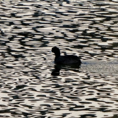 Fulica atra (Eurasian Coot) at Kingston, ACT - 24 Aug 2018 by MB