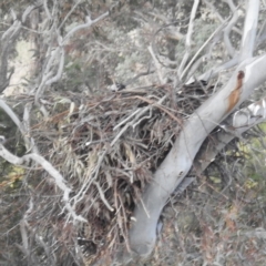 Aquila audax (Wedge-tailed Eagle) at Kambah, ACT - 22 Jul 2024 by HelenCross