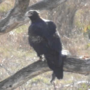 Aquila audax at Kambah, ACT - 22 Jul 2024