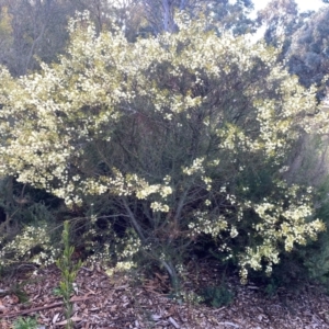 Acacia genistifolia at Garran, ACT - 13 Jul 2024 03:08 PM