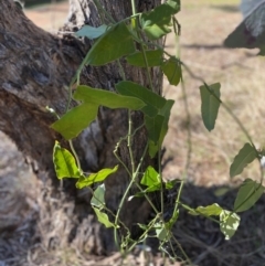 Araujia sericifera at Hughes, ACT - 18 Jun 2024 by ruthkerruish