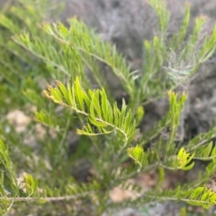 Acacia (genus) (A Wattle) at Garran, ACT - 13 Jul 2024 by ruthkerruish