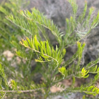 Unidentified Wattle at Garran, ACT - 13 Jul 2024 by ruthkerruish