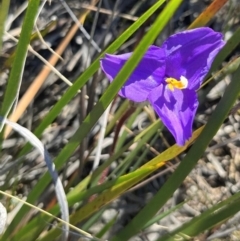 Patersonia sericea var. sericea (Silky Purple-flag) at Ulladulla, NSW - 21 Jul 2024 by Clarel