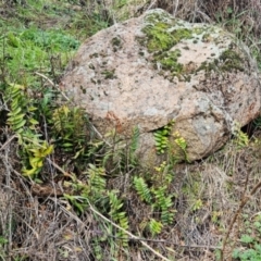 Pellaea calidirupium at Tumorrama, NSW - 22 Jul 2024 by Nepenthe