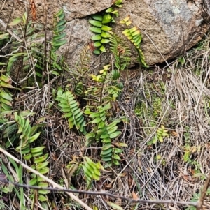 Pellaea calidirupium at Strathnairn, ACT - 22 Jul 2024 01:57 PM