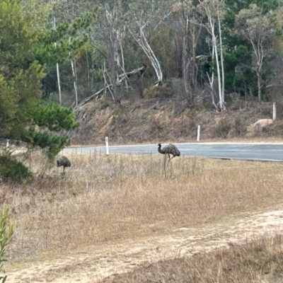 Dromaius novaehollandiae (Emu) at Kambah, ACT - 22 Jul 2024 by dwise