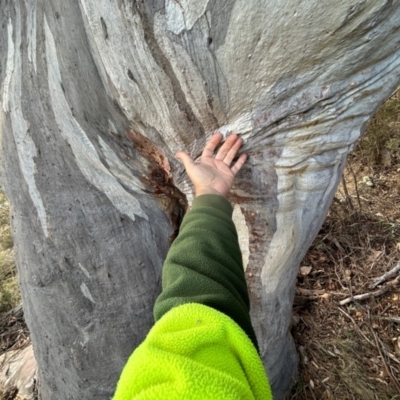 Eucalyptus rossii (Inland Scribbly Gum) at Tharwa, ACT - 22 Jul 2024 by dwise