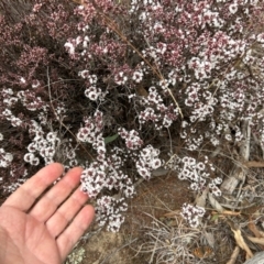 Styphelia attenuata at Tharwa, ACT - 22 Jul 2024