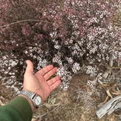 Styphelia attenuata at Tharwa, ACT - 22 Jul 2024