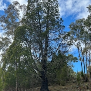 Callitris endlicheri at Tharwa, ACT - 22 Jul 2024