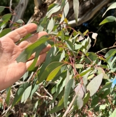 Eucalyptus elata (River Peppermint) at Greenway, ACT - 22 Jul 2024 by dwise