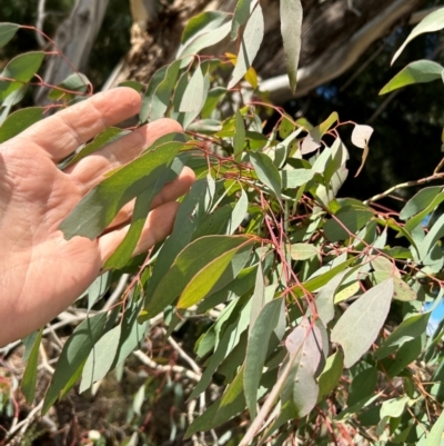 Eucalyptus dives at Greenway, ACT - 22 Jul 2024 by dwise