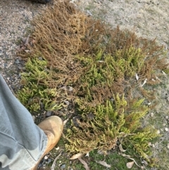 Dysphania multifida (Scented Goosefoot) at Greenway, ACT - 22 Jul 2024 by dwise