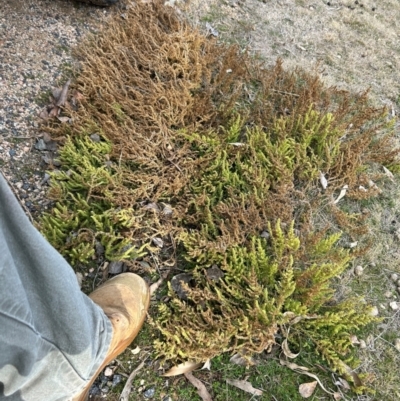 Dysphania multifida (Scented Goosefoot) at Greenway, ACT - 22 Jul 2024 by dwise