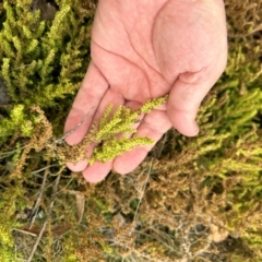 Dysphania multifida at Greenway, ACT - 22 Jul 2024