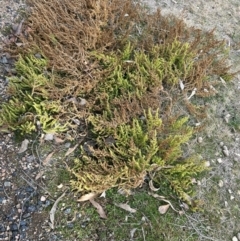 Dysphania multifida at Greenway, ACT - 22 Jul 2024