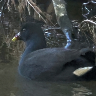 Gallinula tenebrosa (Dusky Moorhen) at Killingworth, VIC - 14 Jul 2024 by jb2602