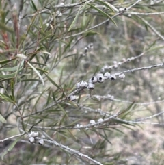 Callistemon sieberi at Yarrow, NSW - 22 Jul 2024 by JaneR