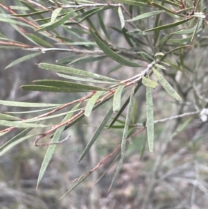 Callistemon sieberi at Yarrow, NSW - 22 Jul 2024 01:52 PM