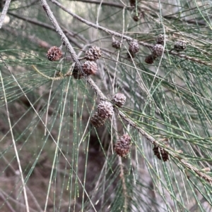 Casuarina cunninghamiana subsp. cunninghamiana at Yarrow, NSW - 22 Jul 2024 02:16 PM