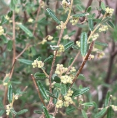 Pomaderris angustifolia (Pomaderris) at Yarrow, NSW - 22 Jul 2024 by JaneR