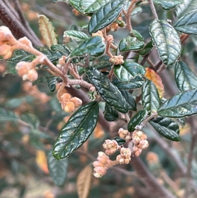 Pomaderris betulina at Yarrow, NSW - 22 Jul 2024 by JaneR