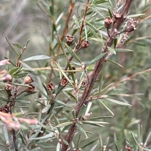 Kunzea ericoides at Yarrow, NSW - 22 Jul 2024 02:22 PM