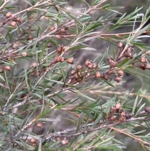 Kunzea ericoides at Yarrow, NSW - 22 Jul 2024 02:22 PM