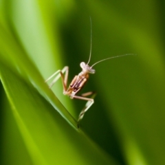 Mantodea (order) (Unidentified praying mantis) at Florey, ACT - 2 Oct 2023 by KorinneM