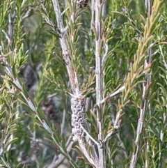 Melaleuca parvistaminea at Yarrow, NSW - 22 Jul 2024 by JaneR